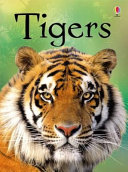 Copertina  Tigers